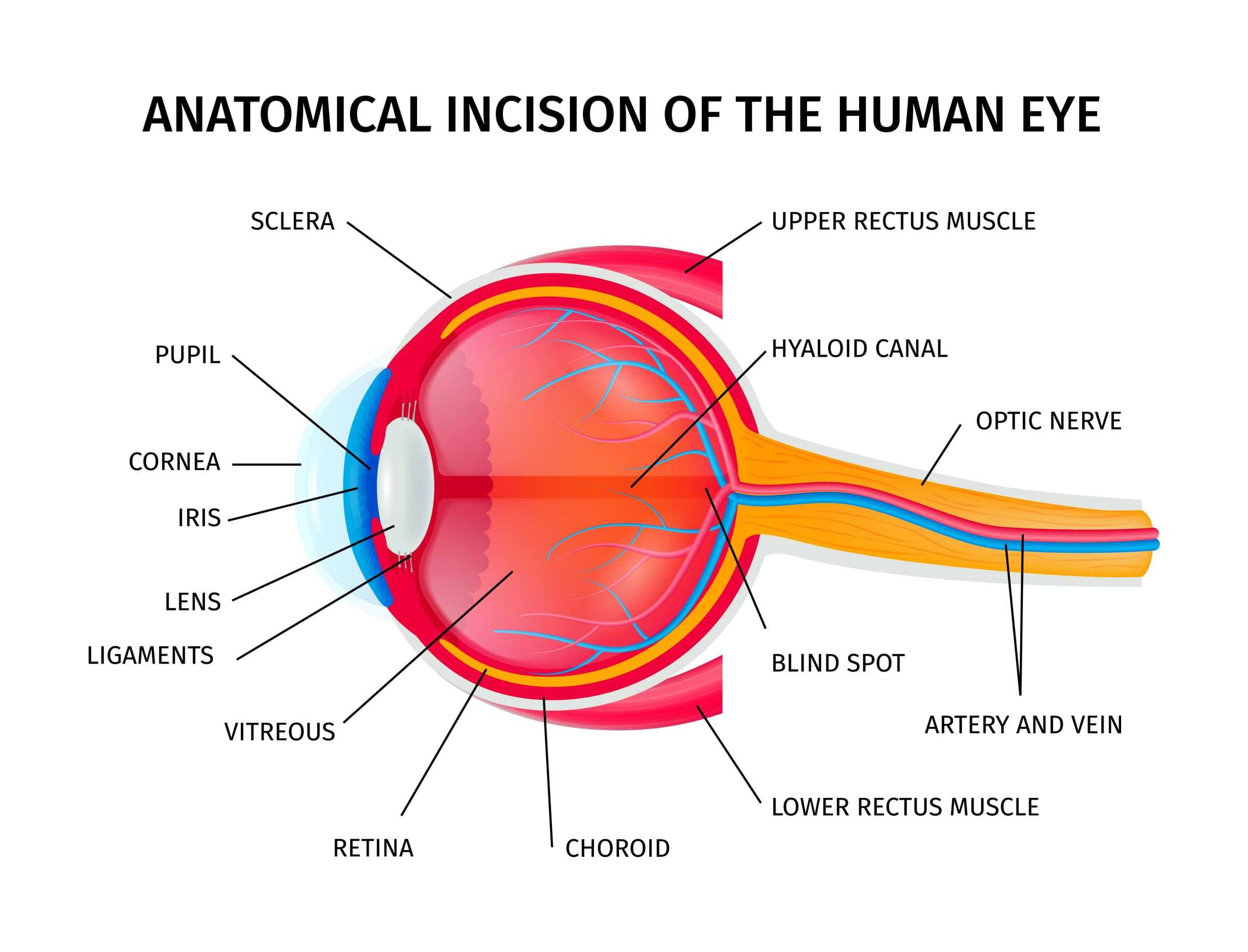 Из чего состоит глаз и как он работает
